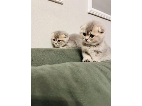 Scottish fold kediler tuvalet eğitimleri var