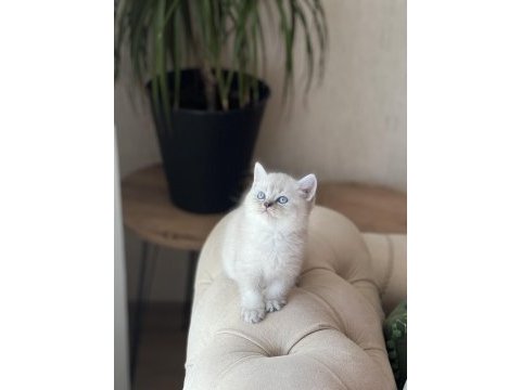 Üst kalite british shorthair silver point