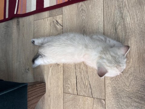 British shorthair yavru kedi