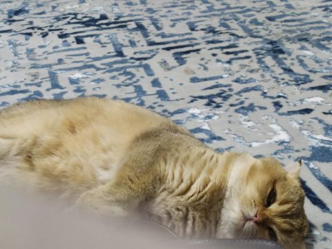 Şecereli scottish fold