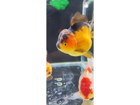 Gayet sağlıklı boy boy oranda altınbaş balıklar
