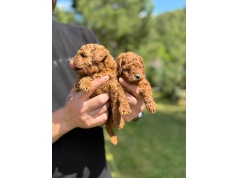 Kore poodle bebekler