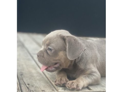 New shade isabella tan maybe fluffy carrier french bulldog