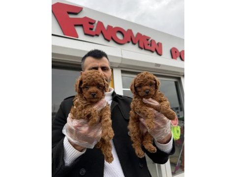 Wc egitimli toy poodle yavrularımız teslime hazır ankara
