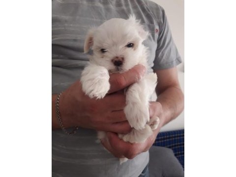 Maltese terrier adrese teslim, kapıda ödeme yapabilirsiniz