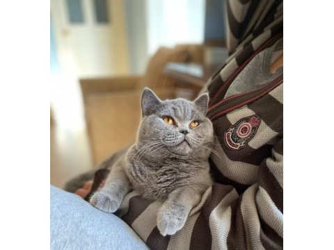 British shorthair kedisi