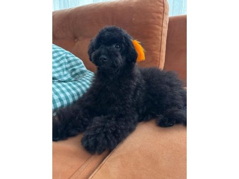 Tüm aşıları yapılı yavrumuz toy poodle