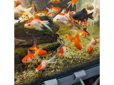 Akvaryum balık çeşitleri japon