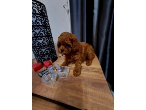 Kore kan erkek ve dişi yavru poodle