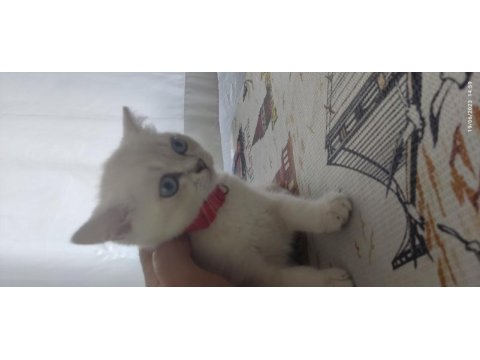 British shorthair orjinal