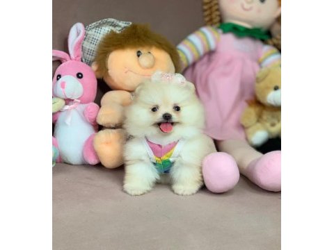 Pomeranian boo ayıcık surat