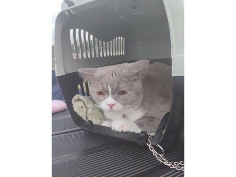 British shorthair kedimize eş arıyoruz