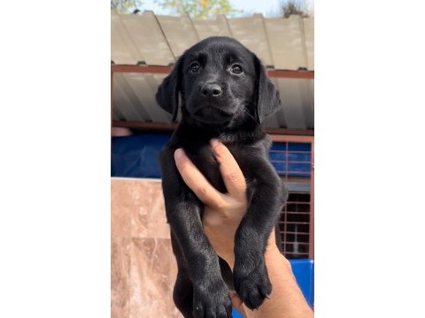 Labrador retriever