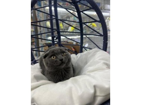 Scottish fold yavrumuz