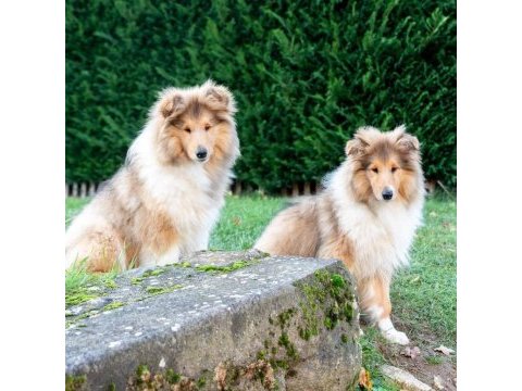 Rough collie ( lessie ) yavruları