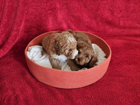 Scrli babadan ev üretimi f3 maltipoo yavrularımız