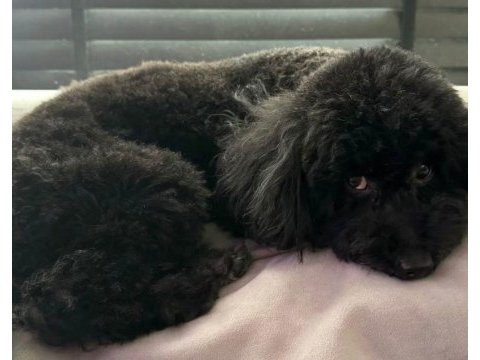 8 aylık aşıları tam safkan toy poodle