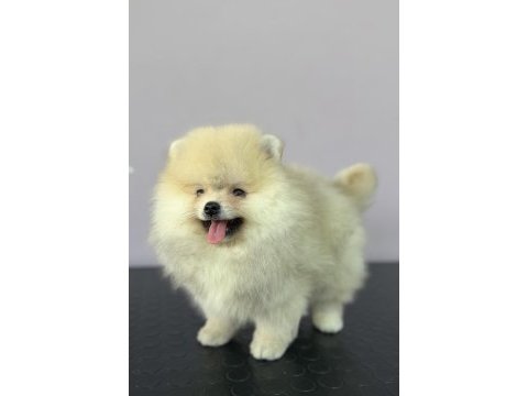 Orange pomeranian boo gülen yüz