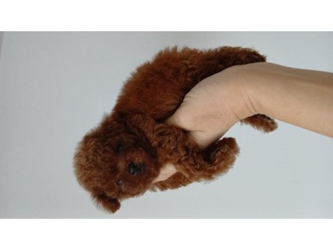 Yumoş poodle bebekler