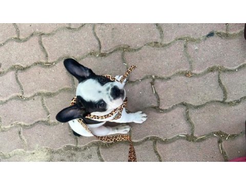 Erkek french bulldog köpeği
