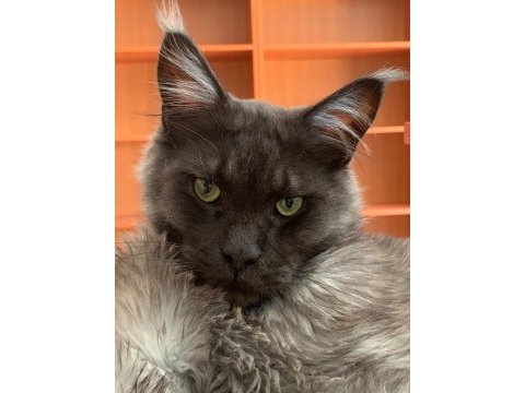 Maine coon sahiplendirilecektir