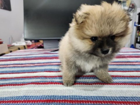 Rezerveye açık köpeğimiz 2