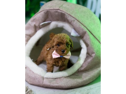 Ev üretimi toy poodle yavrularımız