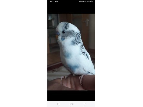 Muhabbet kuşumuz için ulaşın