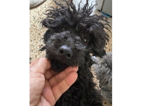 Ev doğumlu silver blue erkek poodle