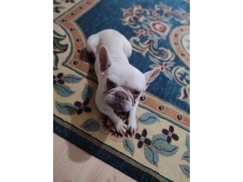 Lilac tan platinium french bulldog