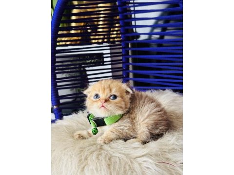 Scottish fold golden tabby