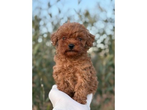 Erkek kore toy poodle