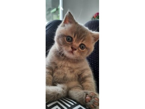 British shorthair akıl küpüm