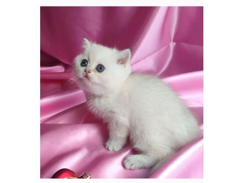 Şafkan british shorthair
