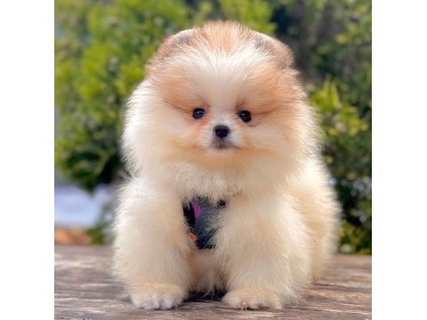 Sevimli pomeranian boo yavrularımız