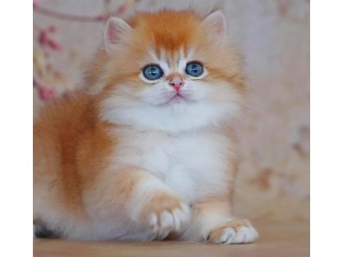 Oyuncak bebek golden british longhair 