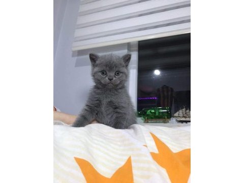 British shorthair ve scottish fold