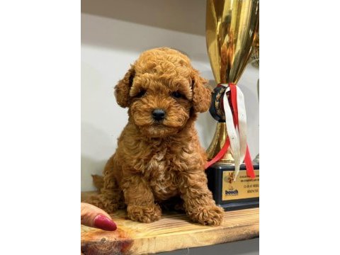 Red dişi teacup toy poodle