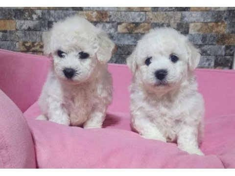 Türkiyede sayılı ailede olan özel ırk bichon frise