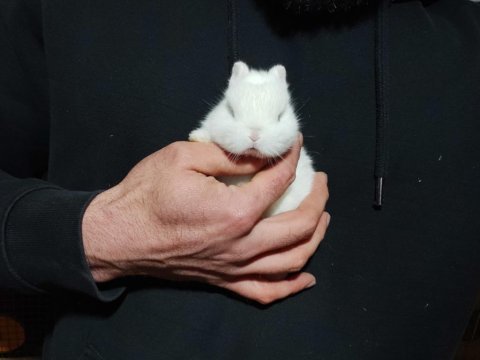 Dünyanın en küçük tavşan ırkı