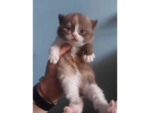 Dişi chocolate calico british shorthair