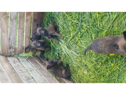 Sağlam kan hattı malinois kaliteli yavru