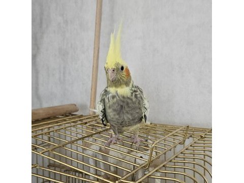 1 yaşında sultan papağanı