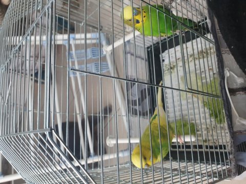 2 adet muhabbet kuşu kafesi ile verilecek