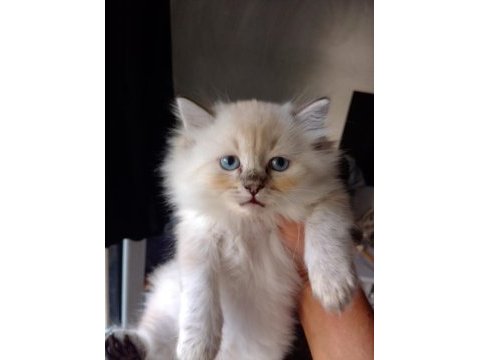 British blue point longhair yavrular