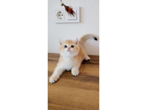 British shorthair kedimiz sahiplendiriyoruz