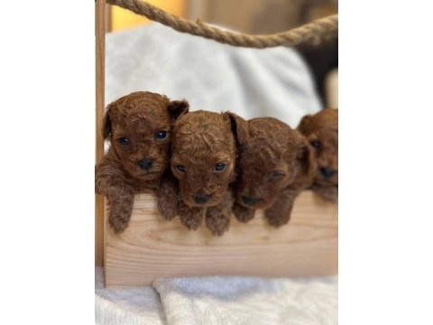 Toy poodle yavrularımız
