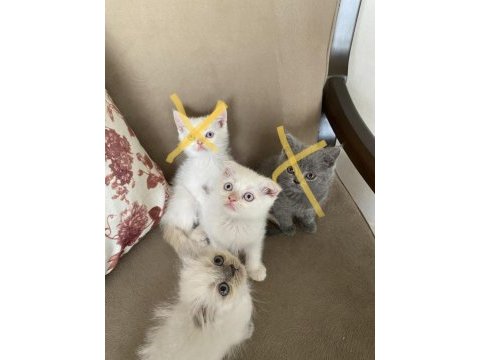 2 aylık güzeller güzeli scottısh bebekler