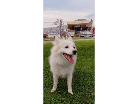 Alman spitz tatlı dişi