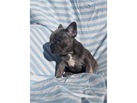 Ankara french bulldog